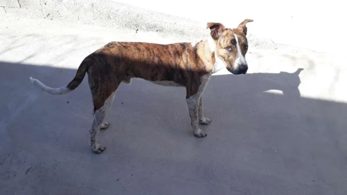 Cachorro raça SRD-ViraLata idade 7 a 11 meses nome João