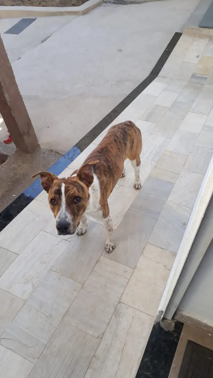 Cachorro raça SRD-ViraLata idade 7 a 11 meses nome João