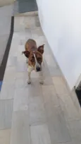 João