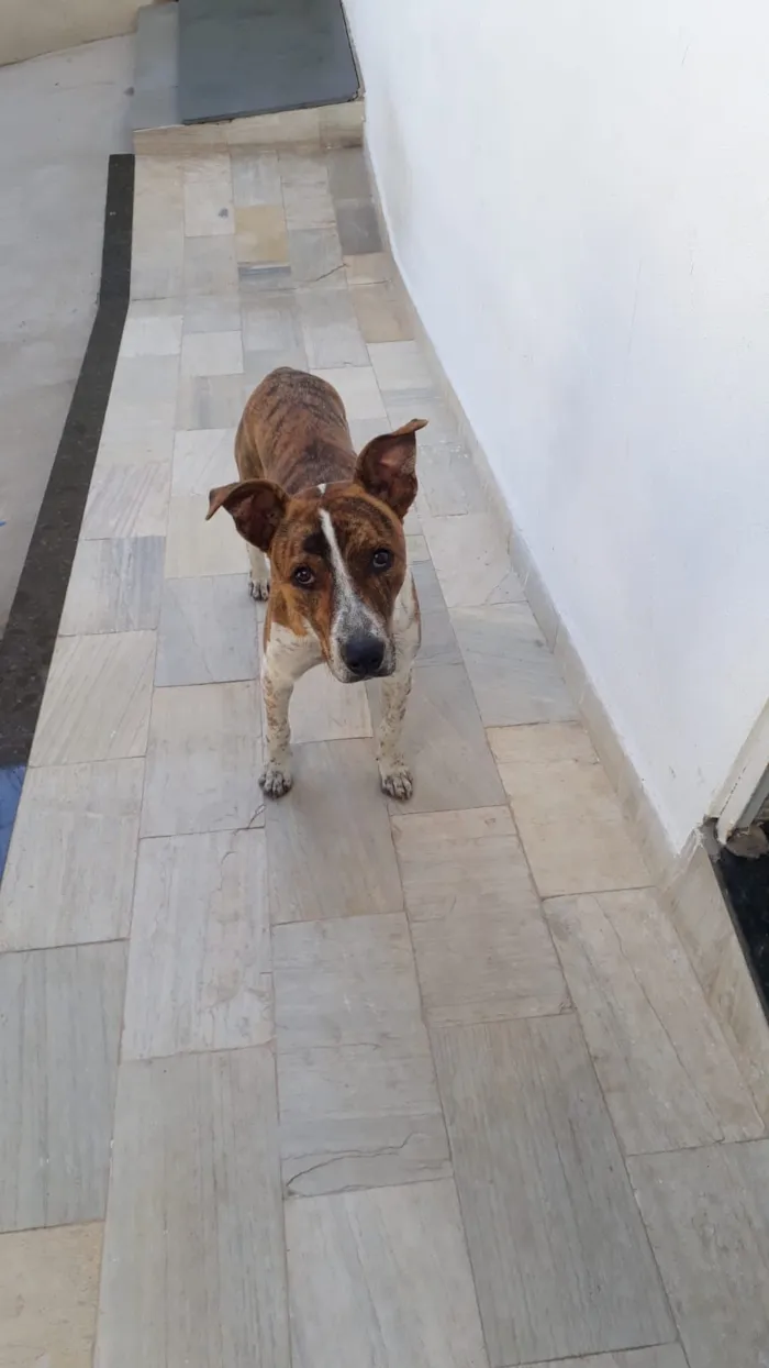 Cachorro raça SRD-ViraLata idade 7 a 11 meses nome João