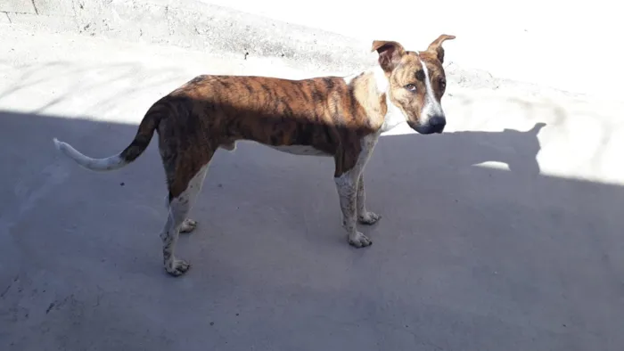 Cachorro raça SRD-ViraLata idade 7 a 11 meses nome João