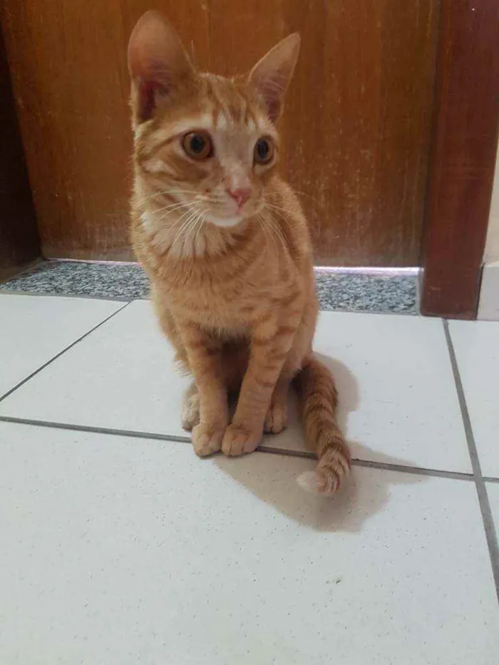 Gato raça SRD idade 7 a 11 meses nome Rony
