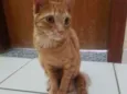 Rony