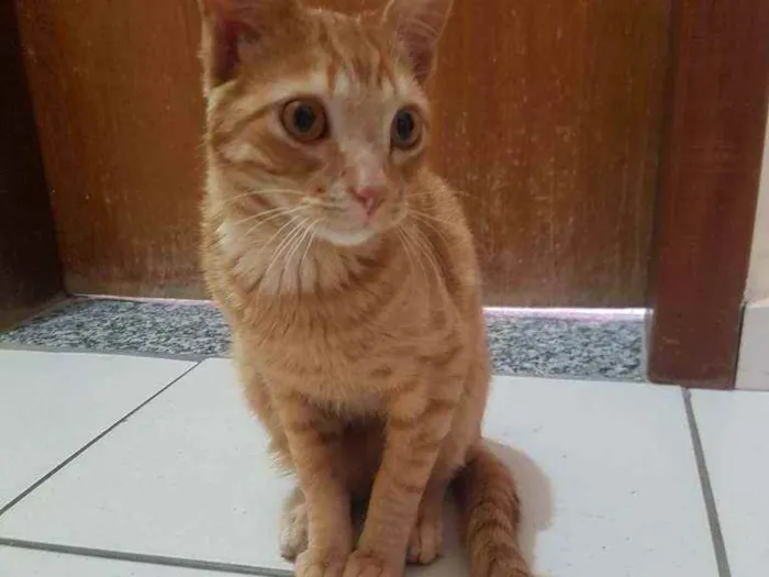 Gato raça SRD idade 7 a 11 meses nome Rony
