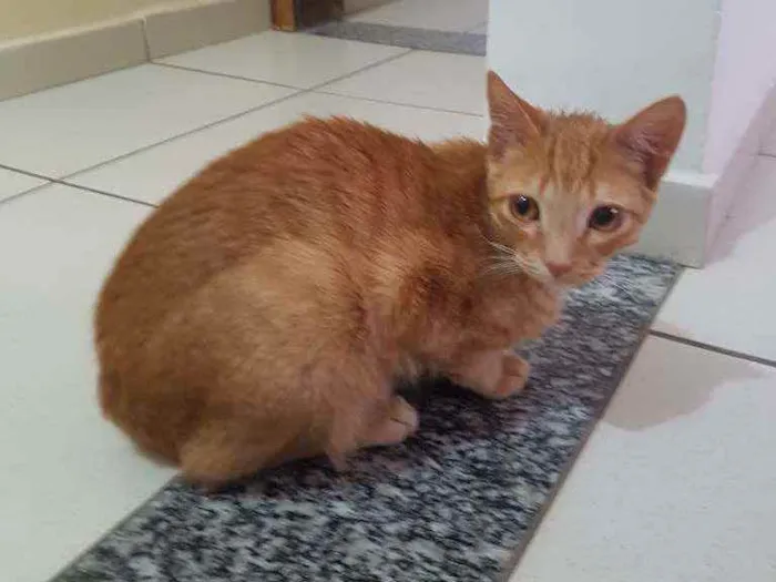 Gato raça SRD idade 7 a 11 meses nome Rony