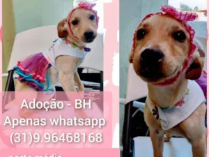 Cachorro raça SRD idade 2 a 6 meses nome Bia