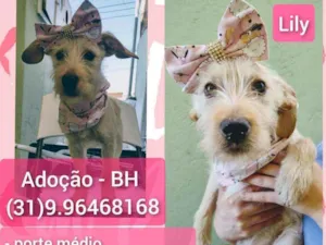 Cachorro raça SRD idade 2 a 6 meses nome Lily