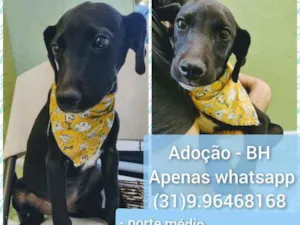 Cachorro raça SRD idade 2 a 6 meses nome Frederico