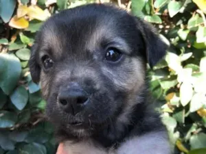 Cachorro raça SRD idade 2 a 6 meses nome Sem nome