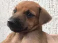 Cachorro raça SRD  idade Abaixo de 2 meses nome Sem nome