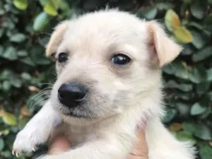 Cachorro raça SRD idade Abaixo de 2 meses nome Sem nome