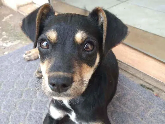 Cachorro ra a Indefinido idade 2 a 6 meses nome Juniper