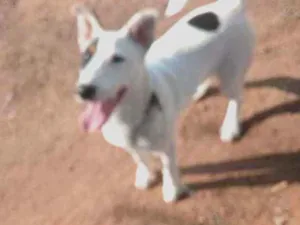 Cachorro raça Bull terrier idade 2 a 6 meses nome Dex