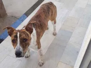 Cachorro raça SRD-ViraLata idade 7 a 11 meses nome João