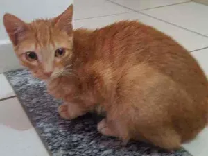 Gato raça SRD idade 7 a 11 meses nome Rony