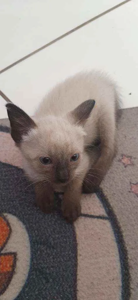 Gato raça Siamês idade Abaixo de 2 meses nome Zoro (não responde)
