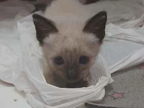 Gato raça Siamês idade Abaixo de 2 meses nome Zoro (não responde)