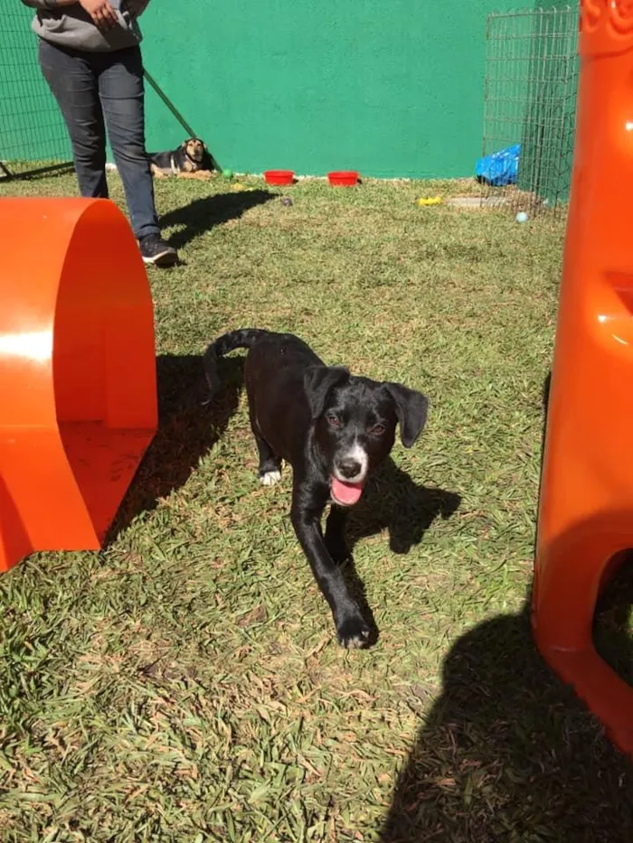 Cachorro ra a SRD idade 2 a 6 meses nome Amora