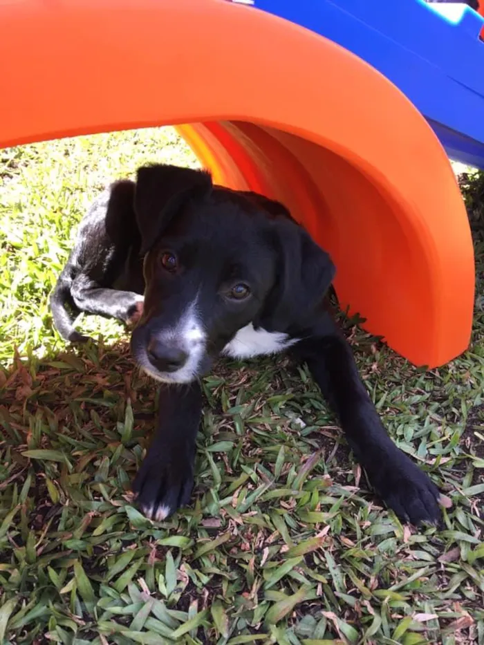Cachorro ra a SRD idade 2 a 6 meses nome Amora
