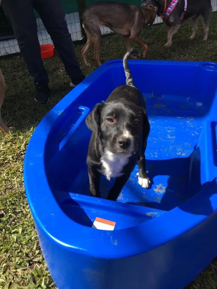 Cachorro ra a SRD idade 2 a 6 meses nome Amora