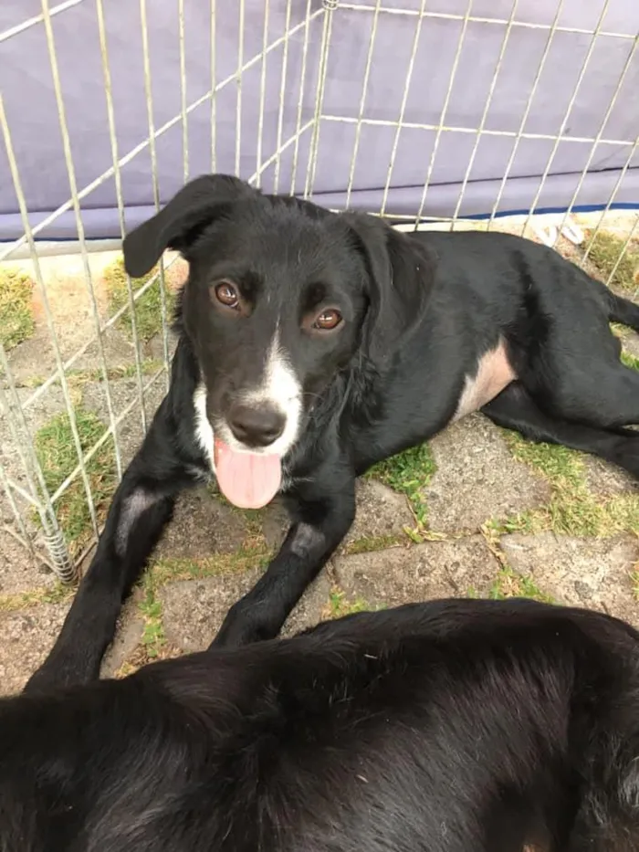 Cachorro ra a SRD idade 2 a 6 meses nome Amora