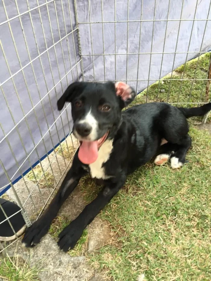 Cachorro ra a SRD idade 2 a 6 meses nome Amora