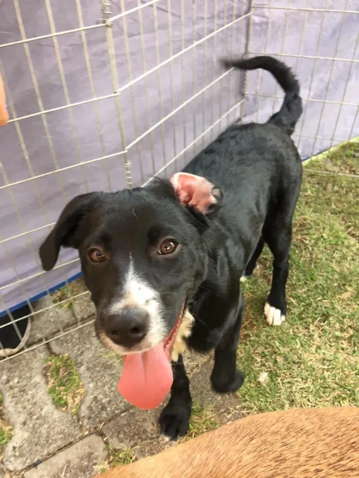 Cachorro ra a SRD idade 2 a 6 meses nome Amora