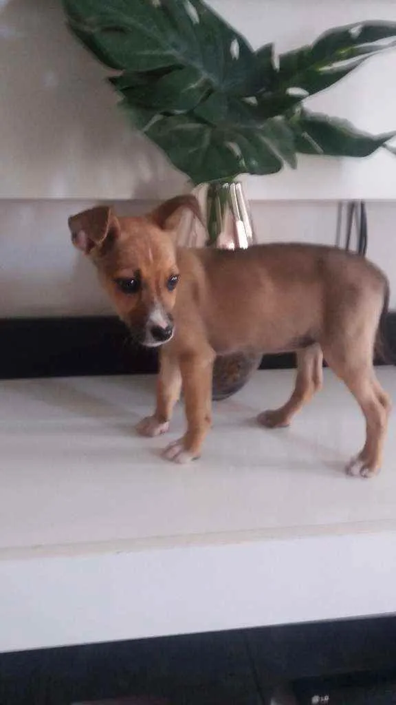 Cachorro ra a Viralata idade 2 a 6 meses nome Bia