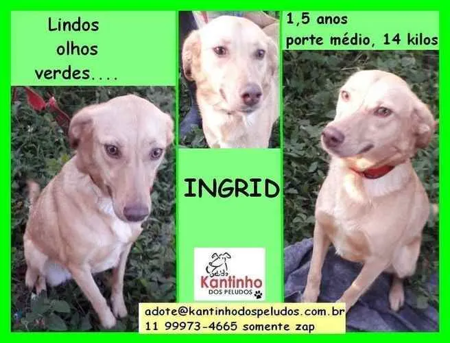 Cachorro ra a  idade 1 ano nome Ingrid
