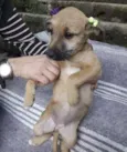 Cachorro raça  idade 2 a 6 meses nome Sheila 