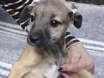 Cachorro raça  idade 2 a 6 meses nome Sheila 