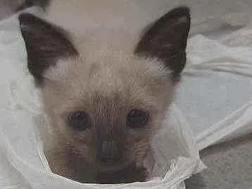 Gato raça Siamês idade Abaixo de 2 meses nome Zoro (não responde)