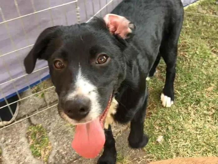 Cachorro ra a SRD idade 2 a 6 meses nome Amora