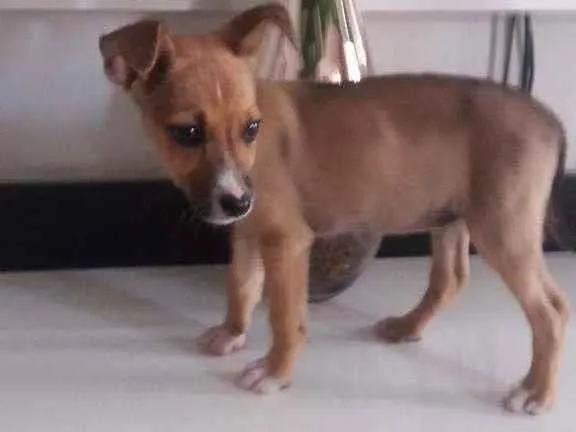 Cachorro ra a Viralata idade 2 a 6 meses nome Bia