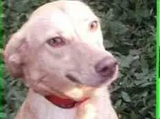 Cachorro raça  idade 1 ano nome Ingrid