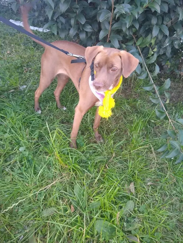 Cachorro ra a SRD idade 2 anos nome Cacau