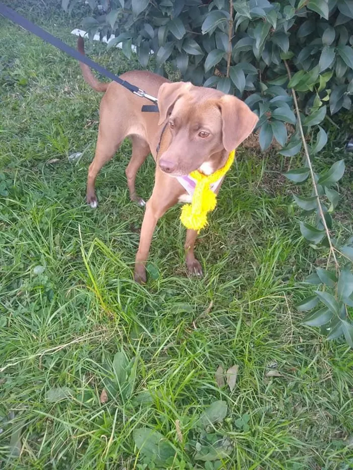 Cachorro ra a SRD idade 2 anos nome Cacau