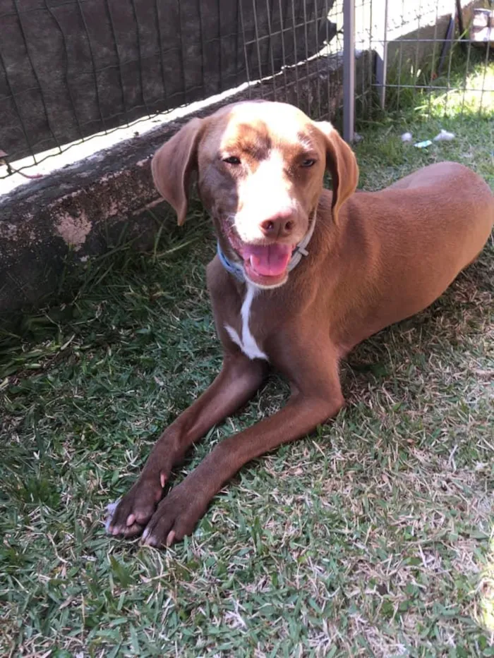 Cachorro ra a SRD idade 2 anos nome Cacau