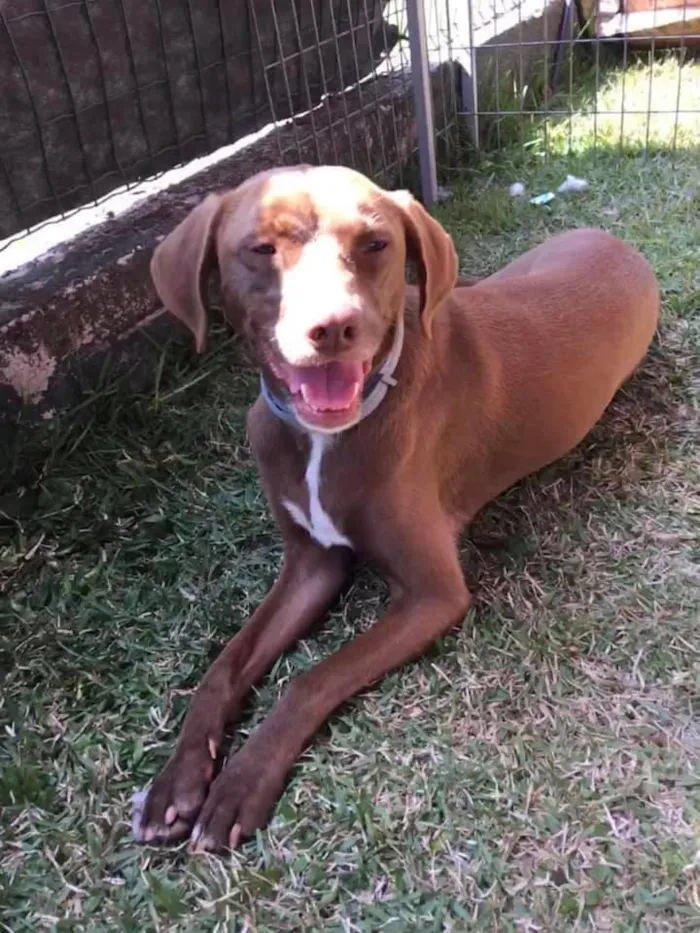 Cachorro ra a SRD idade 2 anos nome Cacau