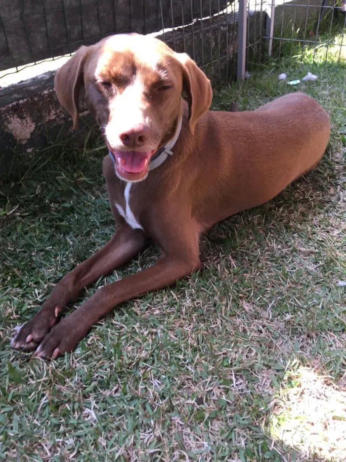 Cachorro ra a SRD idade 2 anos nome Cacau