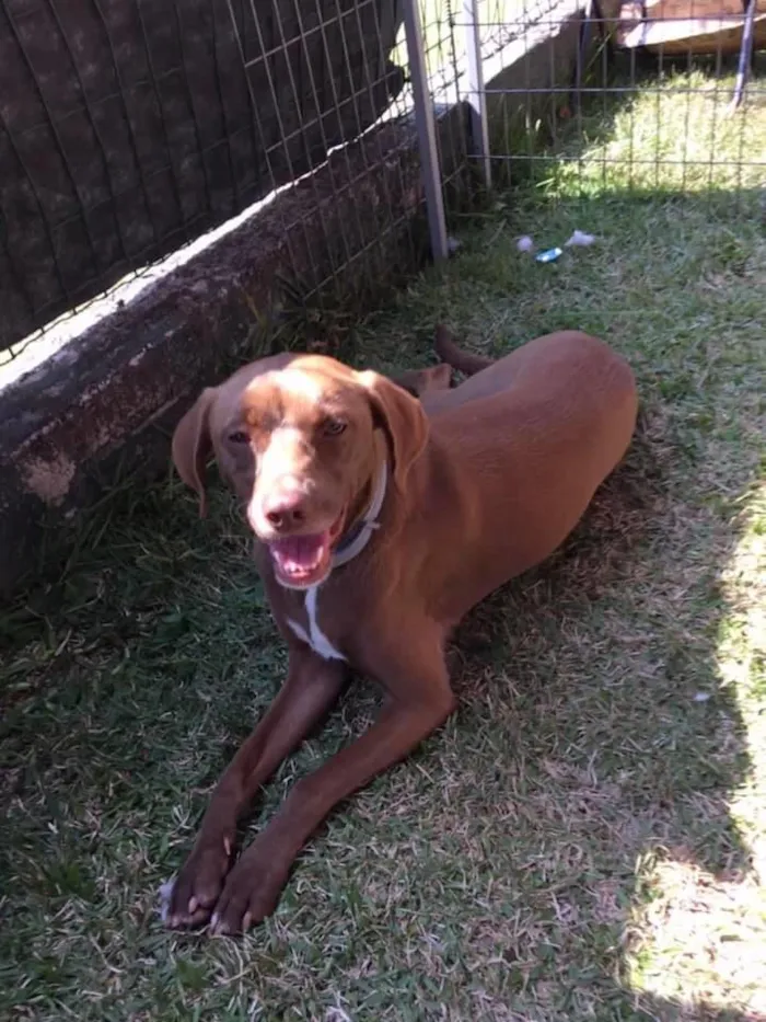 Cachorro ra a SRD idade 2 anos nome Cacau