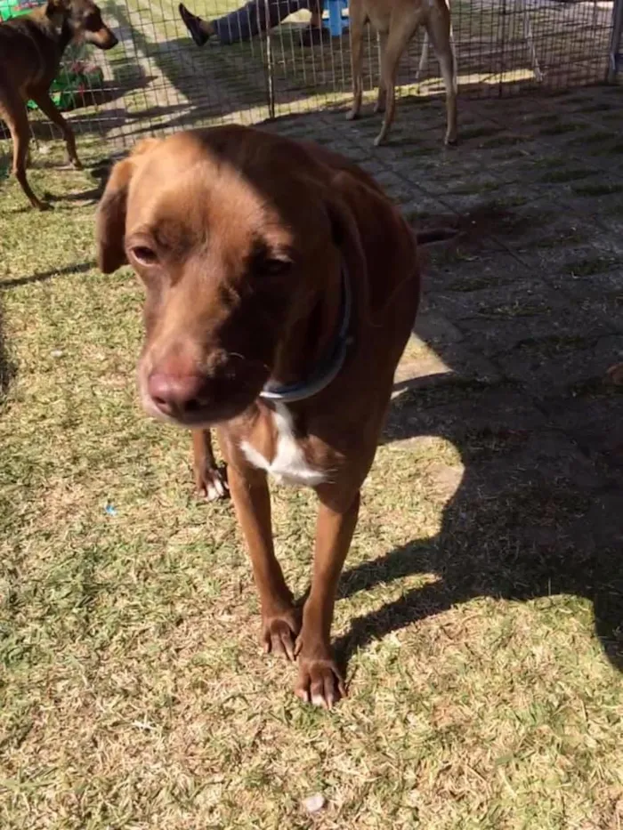 Cachorro ra a SRD idade 2 anos nome Cacau