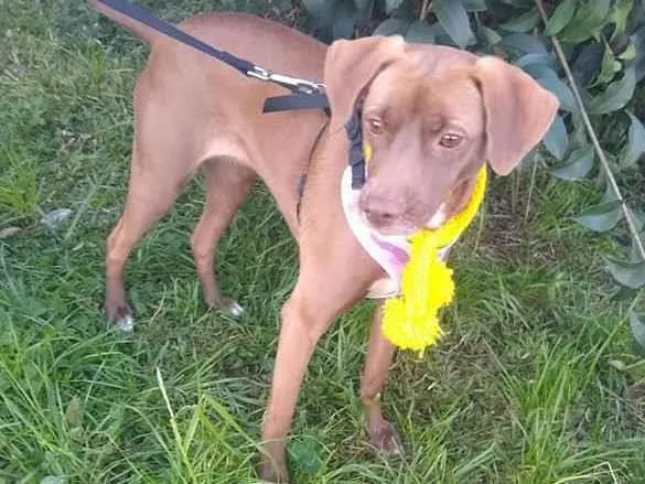 Cachorro ra a SRD idade 2 anos nome Cacau
