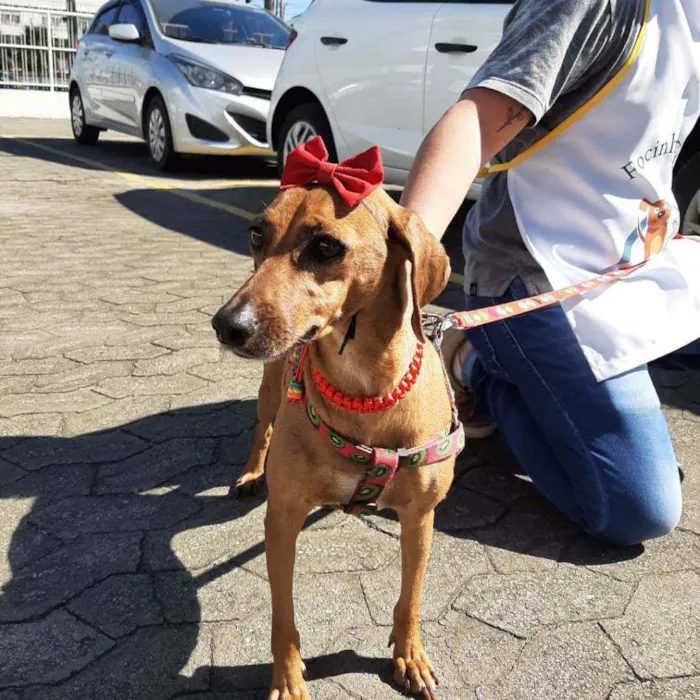 Cachorro raça SRD idade 3 anos nome Filó 