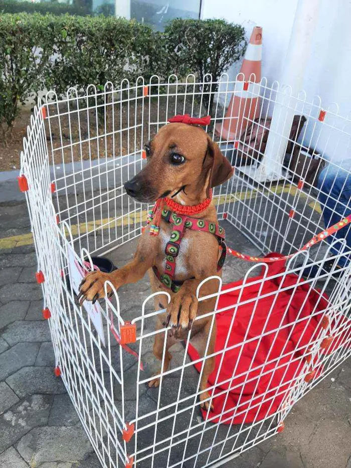 Cachorro raça SRD idade 3 anos nome Filó 