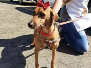 Cachorro raça SRD idade 3 anos nome Filó 