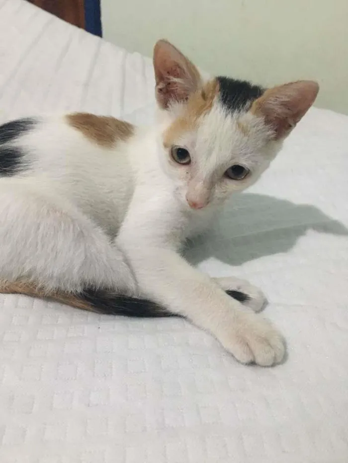 Gato ra a SRD-ViraLata idade 2 a 6 meses nome Peppa