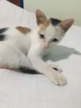 Peppa