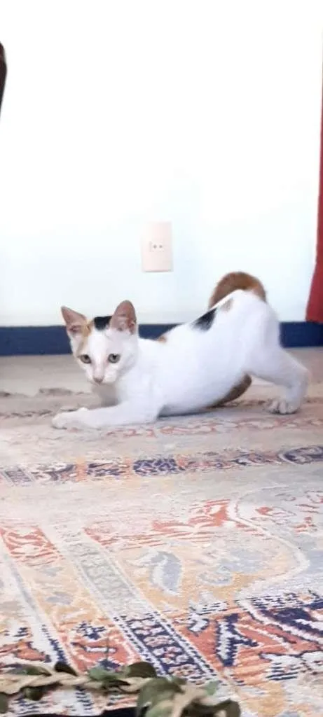 Gato ra a SRD-ViraLata idade 2 a 6 meses nome Peppa