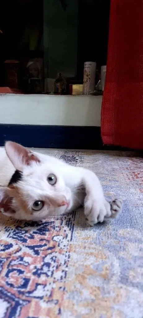 Gato ra a SRD-ViraLata idade 2 a 6 meses nome Peppa